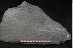 Foto (Detailansicht) von Sigillaria subrotunda Brongniart (NHMW-GEO-2024-0188-11232)